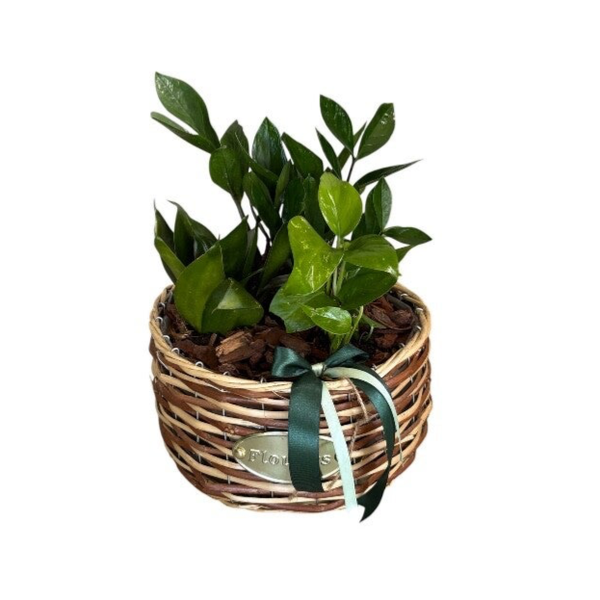 Round basket plant arrangement