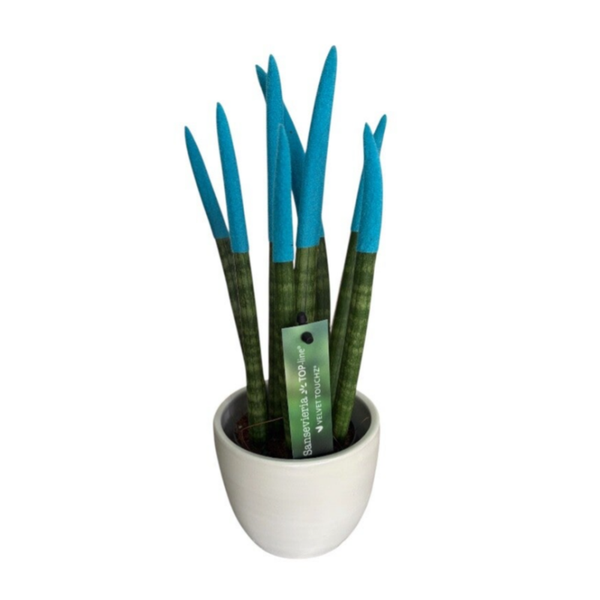 Turquiose sansevieria 25 cm in a pot