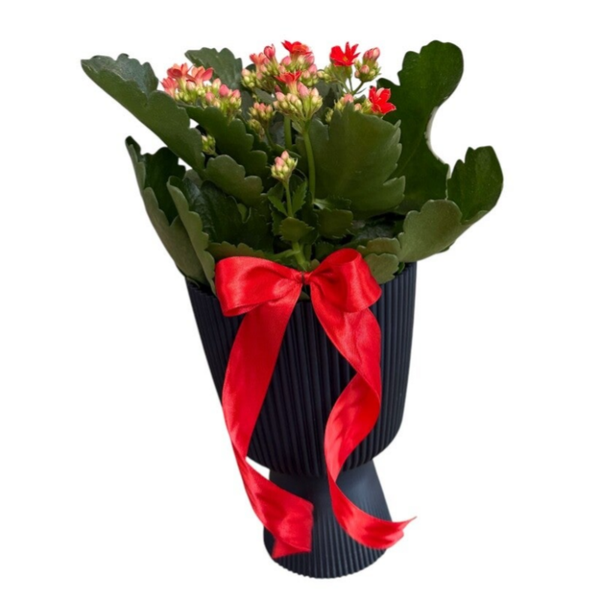 Red kalanchoe in a black tall cup