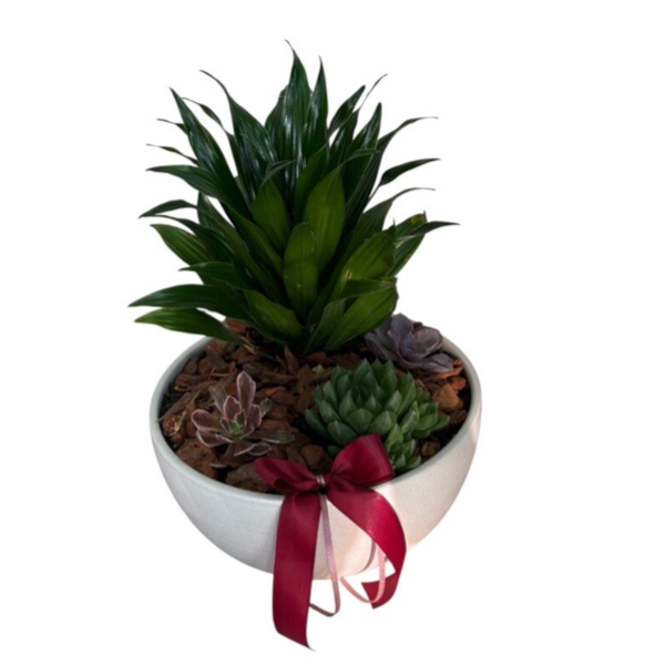 Succulent arrangement in a bowl