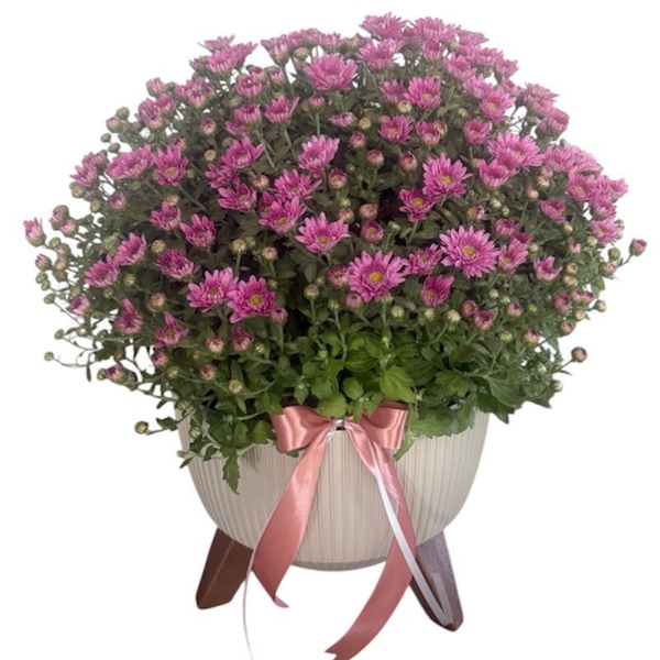 Pink chrysanthemum in a plastic pot