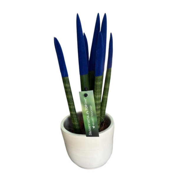 Blue sansevieria 25 cm in a pot