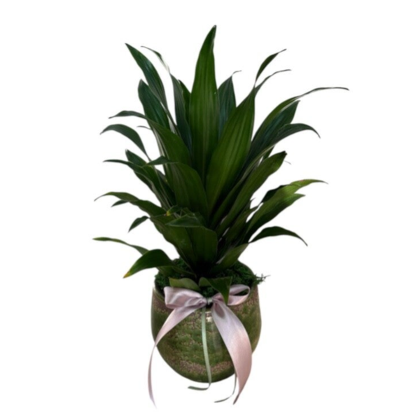 Dracena compacta plant in a green ceramic pot .total 30cm