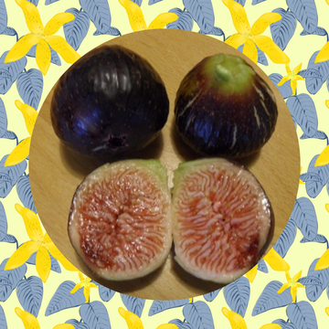 Vijg Ronde de Bordeaux