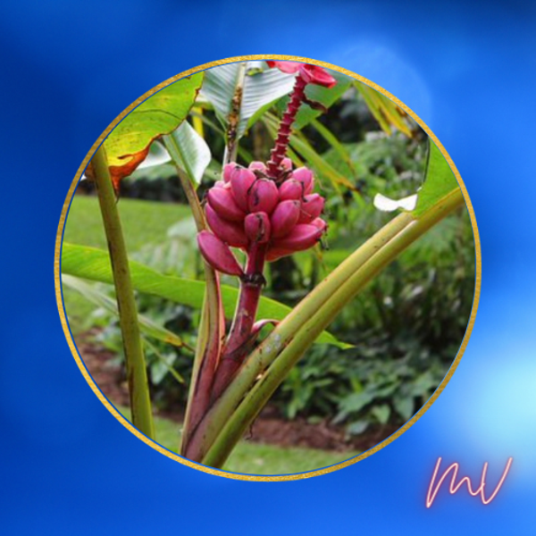 Roze dwerg Banaan Musa Velutina
