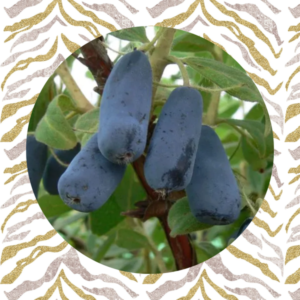 Honingbes Indigo Gem.