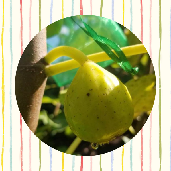 Vijg Peter’s Honey Fig