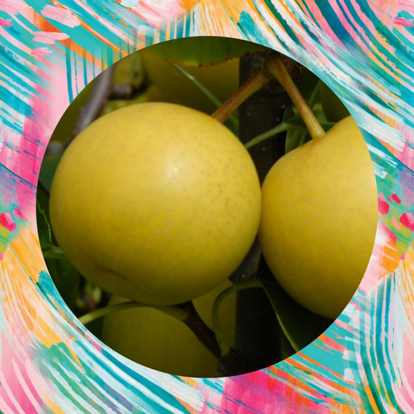 Asian Pear New Century Dwarf!