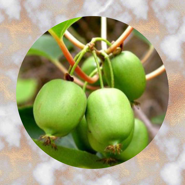 Mini Kiwi Jumbo Green & Gratis Mnl.