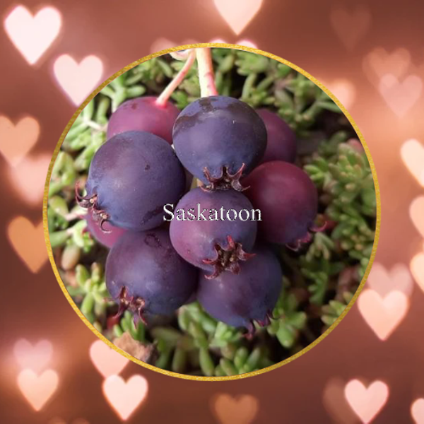 Krentenboompje “Saskatoon”