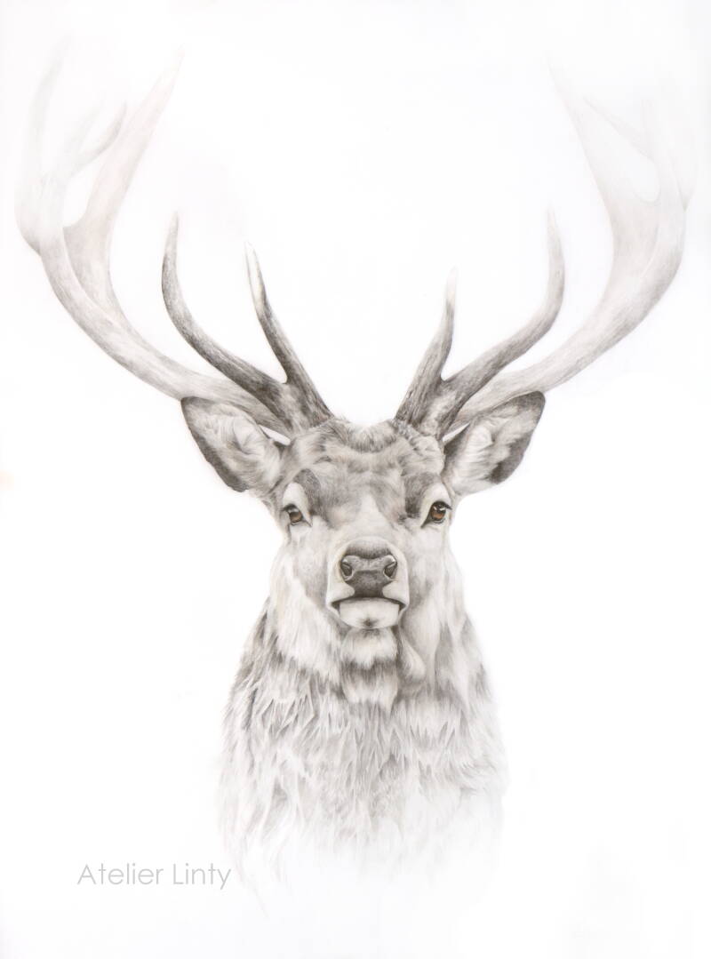 Hert kleurpotlood tekening