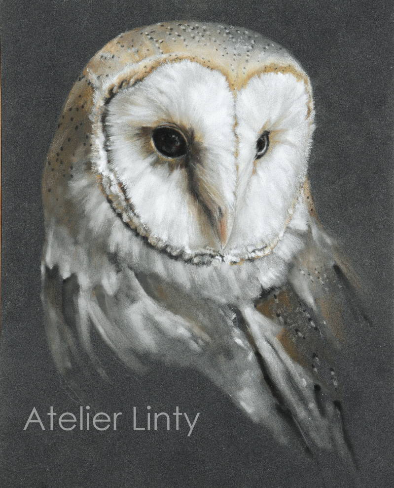 Kerkuil pasteltekening