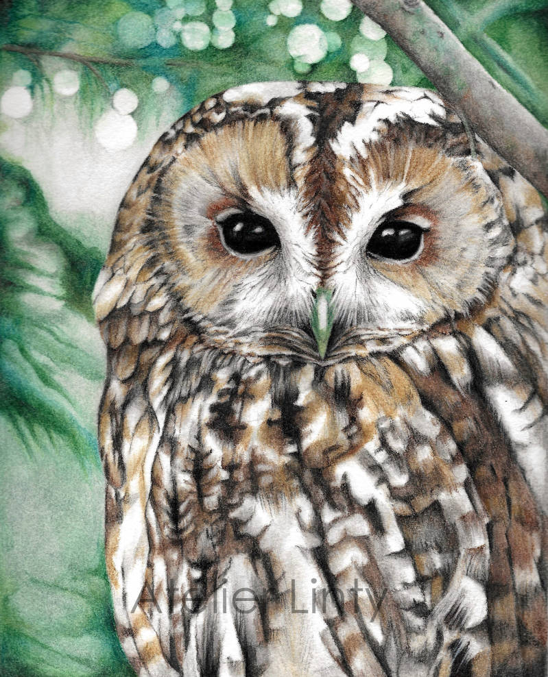 bosuil kleurpotlood tekening