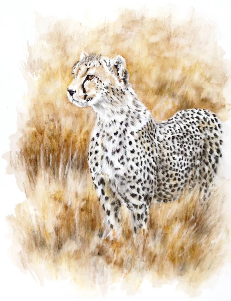 cheetah-tekenclub-standard.jpg
