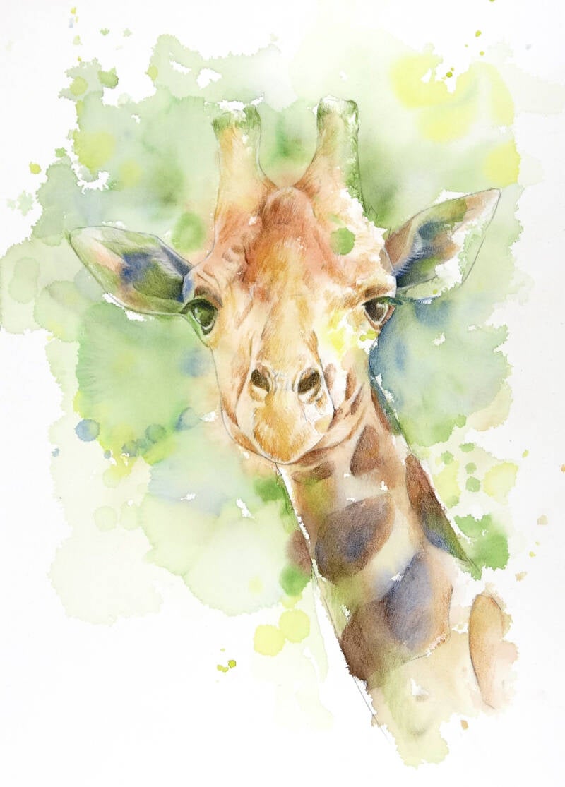 giraffe-standard-048b8h.jpg