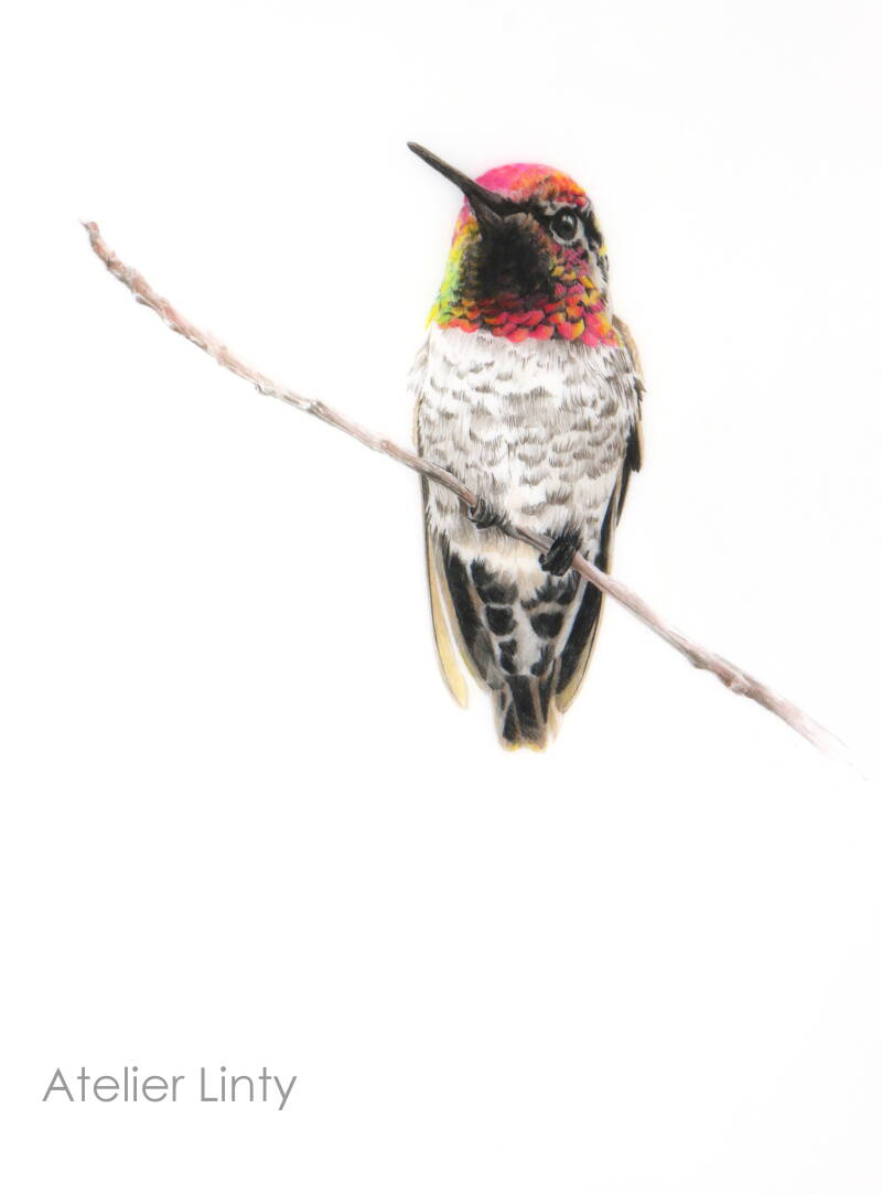 hummingbirdW.jpg