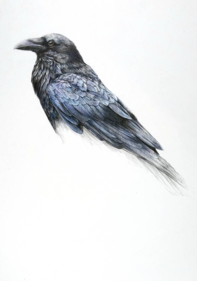 kraaijpg-1.jpg
