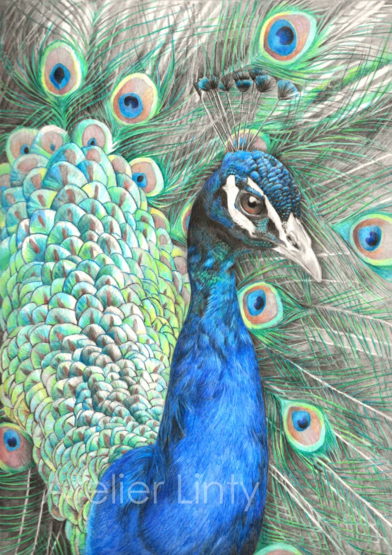 pauw kleurpotlood tekening