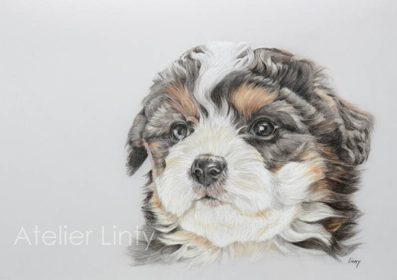 Berger Sennen puppy kleurpotlood tekening