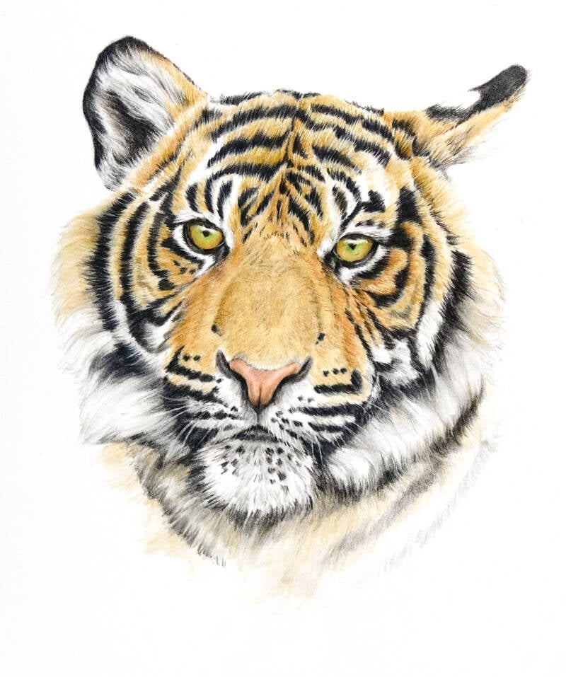 tijger-tekenclub-standard.jpg