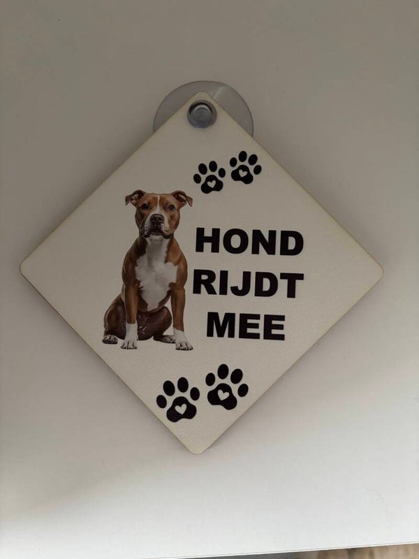 Hond rijdt mee