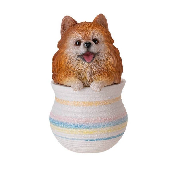 Pommeren in pot