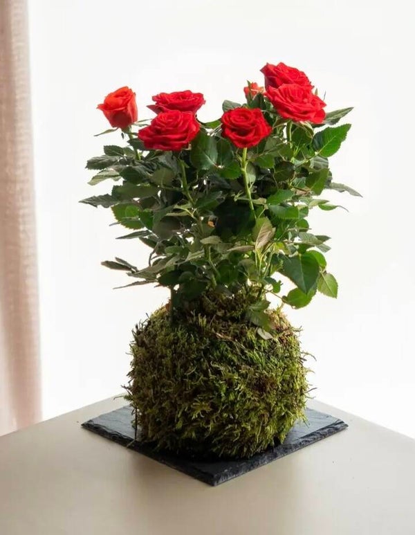 Rozenkokedama