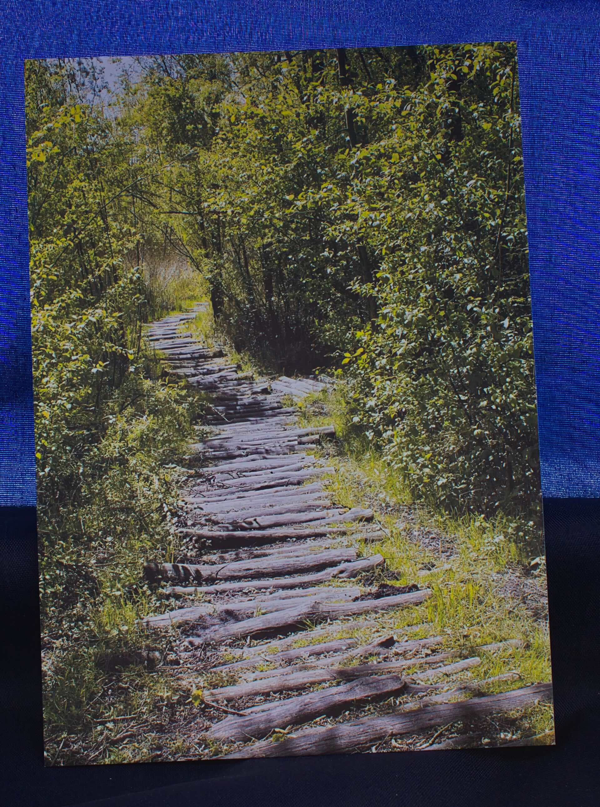 Ansichtkaart pad door het bos