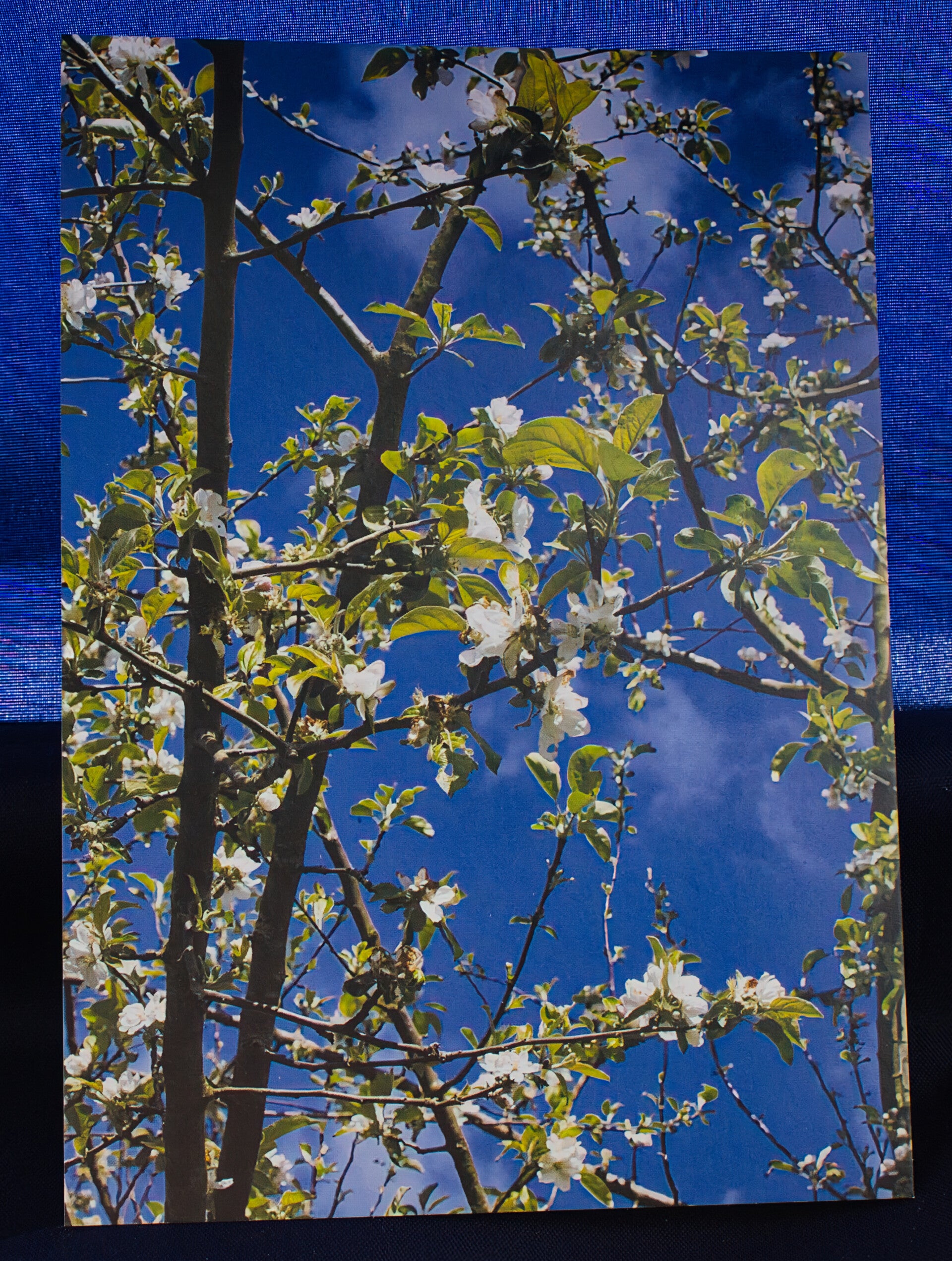 Ansichtkaart Bloesem