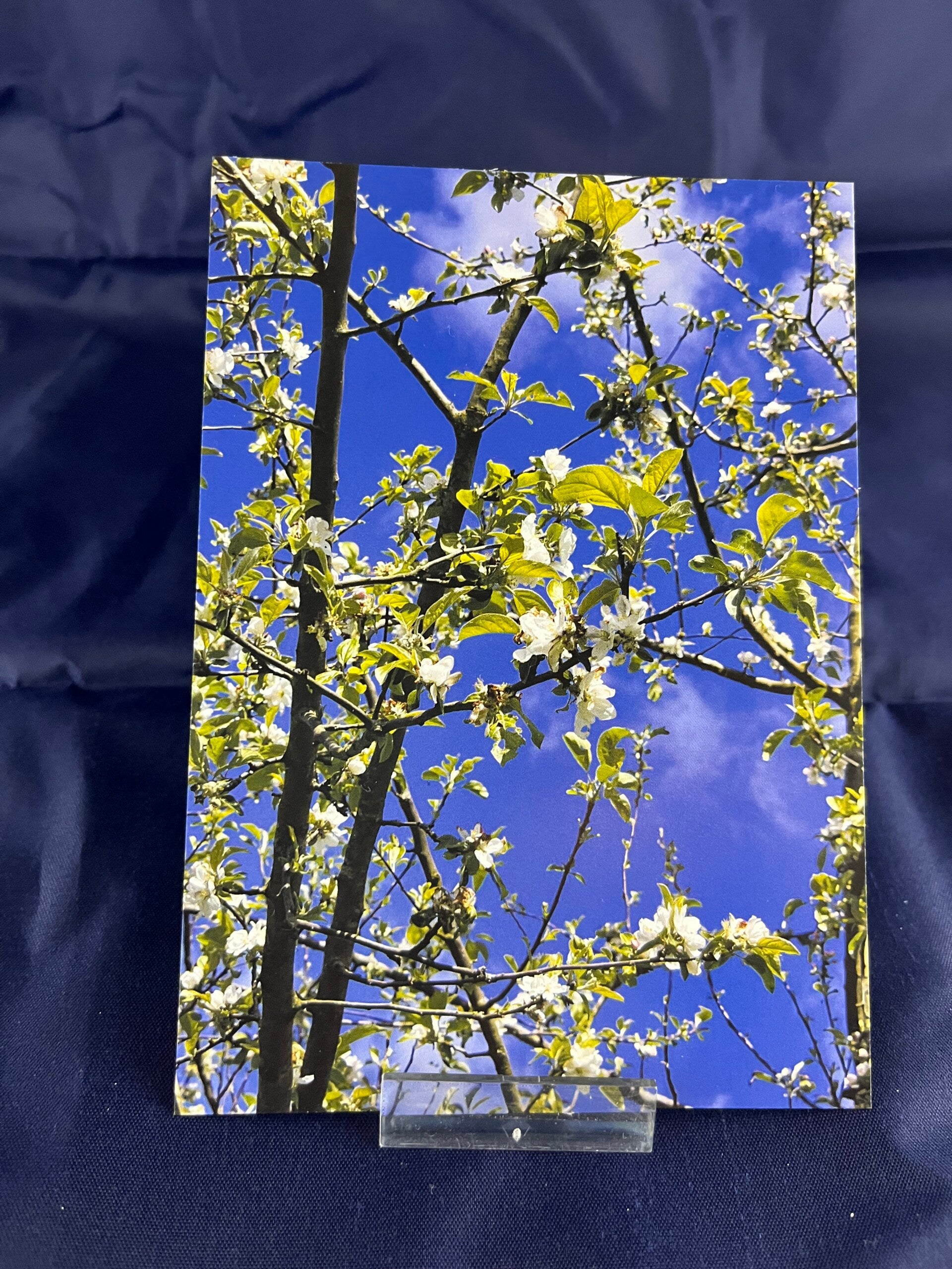 Ansichtkaart Bloesem