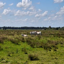 1000002541-standard.jpg