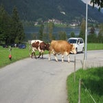 TsjechieOostenrijk104.jpg