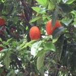 Spanje2016083.jpg
