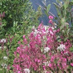 IMG_4342.jpg