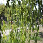 chagny2011.jpg