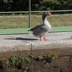 Chagny007.jpg