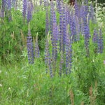 IMG_4296.jpg