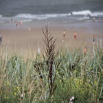 Walcheren2018006.jpg