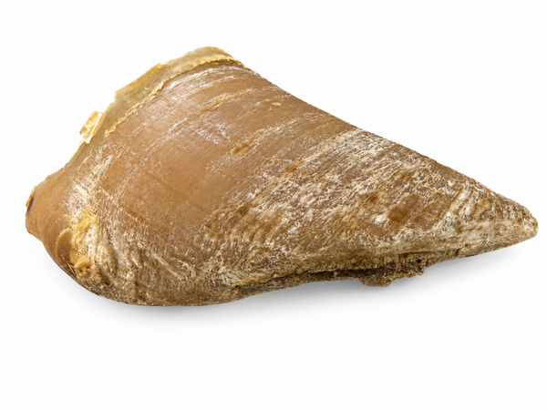 Zoccolo di manzo grande (circa 15 cm)