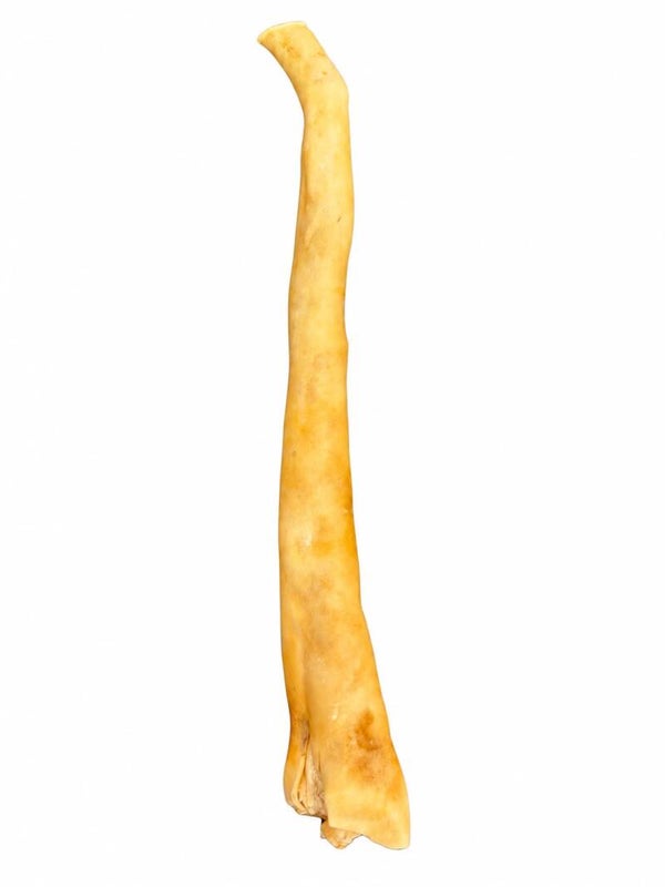Coda di bufalo (circa 30 cm)