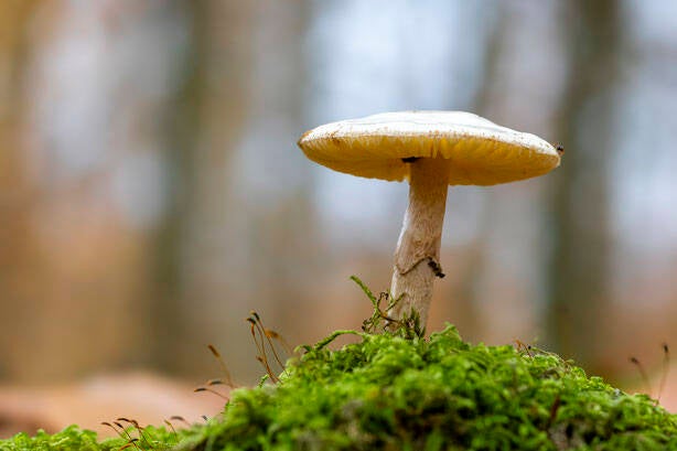 Fotoworkshop Pilze und Flechten fotografieren im Wald in Leverkusen