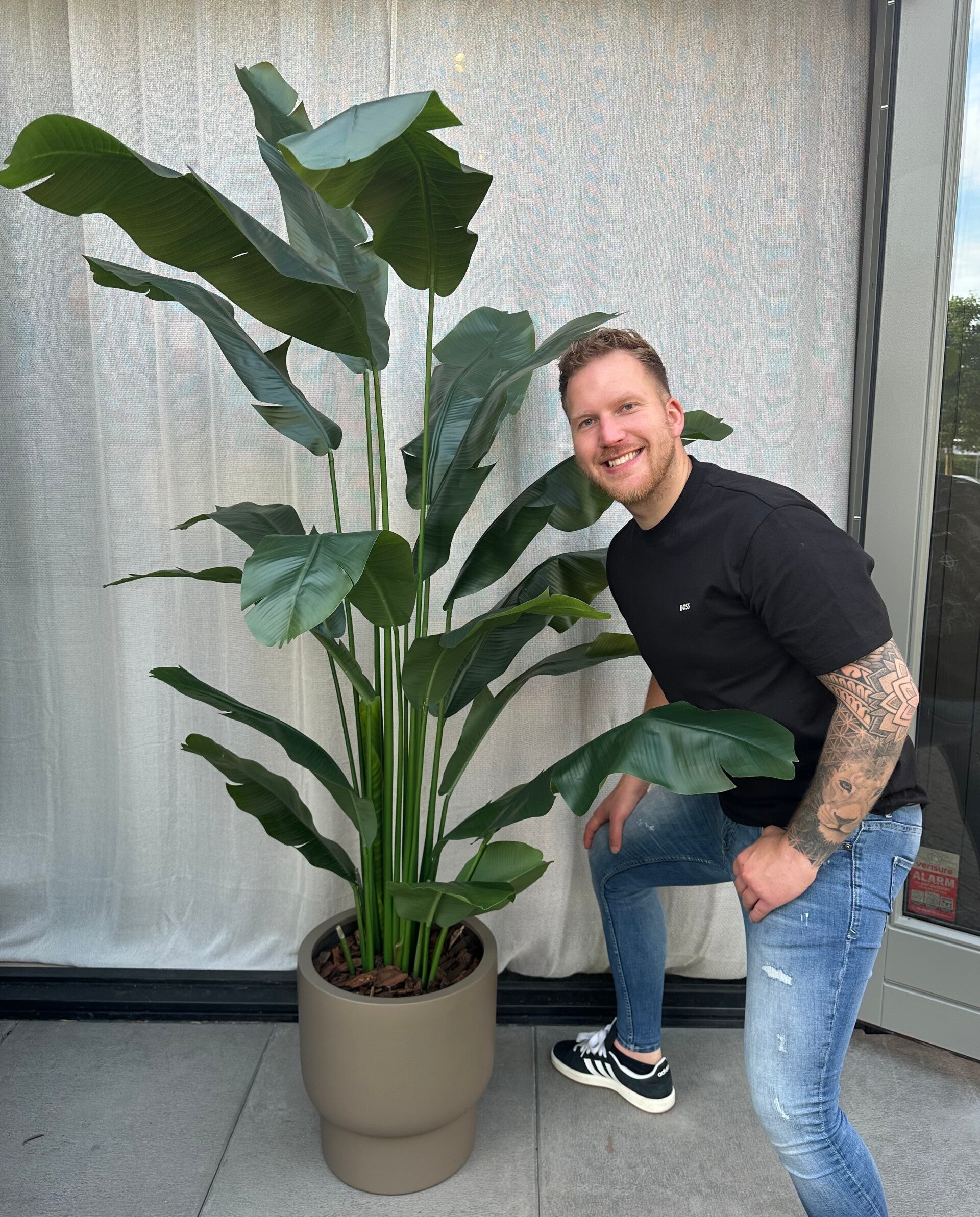 Strelitzia kamerplant