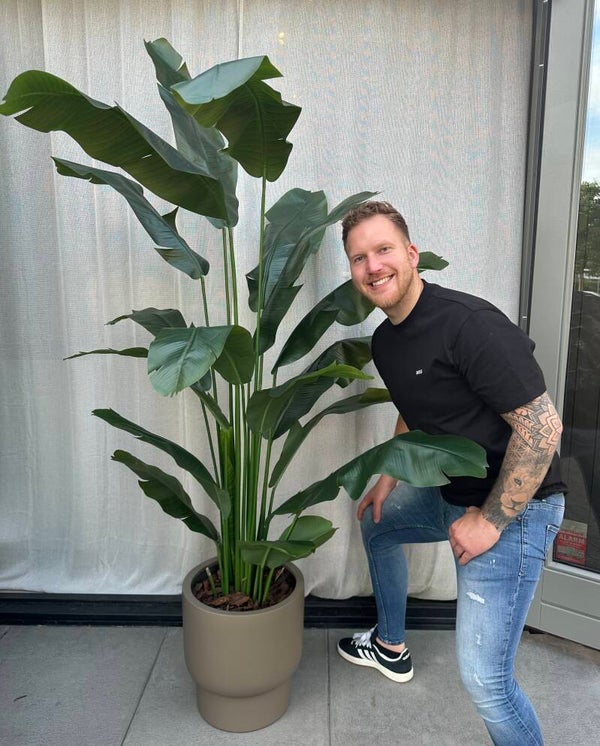 Strelitzia kamerplant