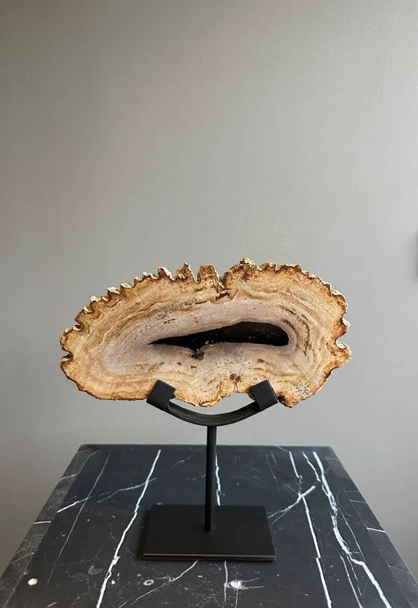 Versteend hout op standaard