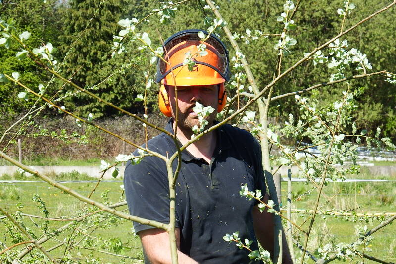 Houthakker boomchirurg vellen snoeien frezen bomen zagen takken snoeien bomen hout hakken bomen snoeien 