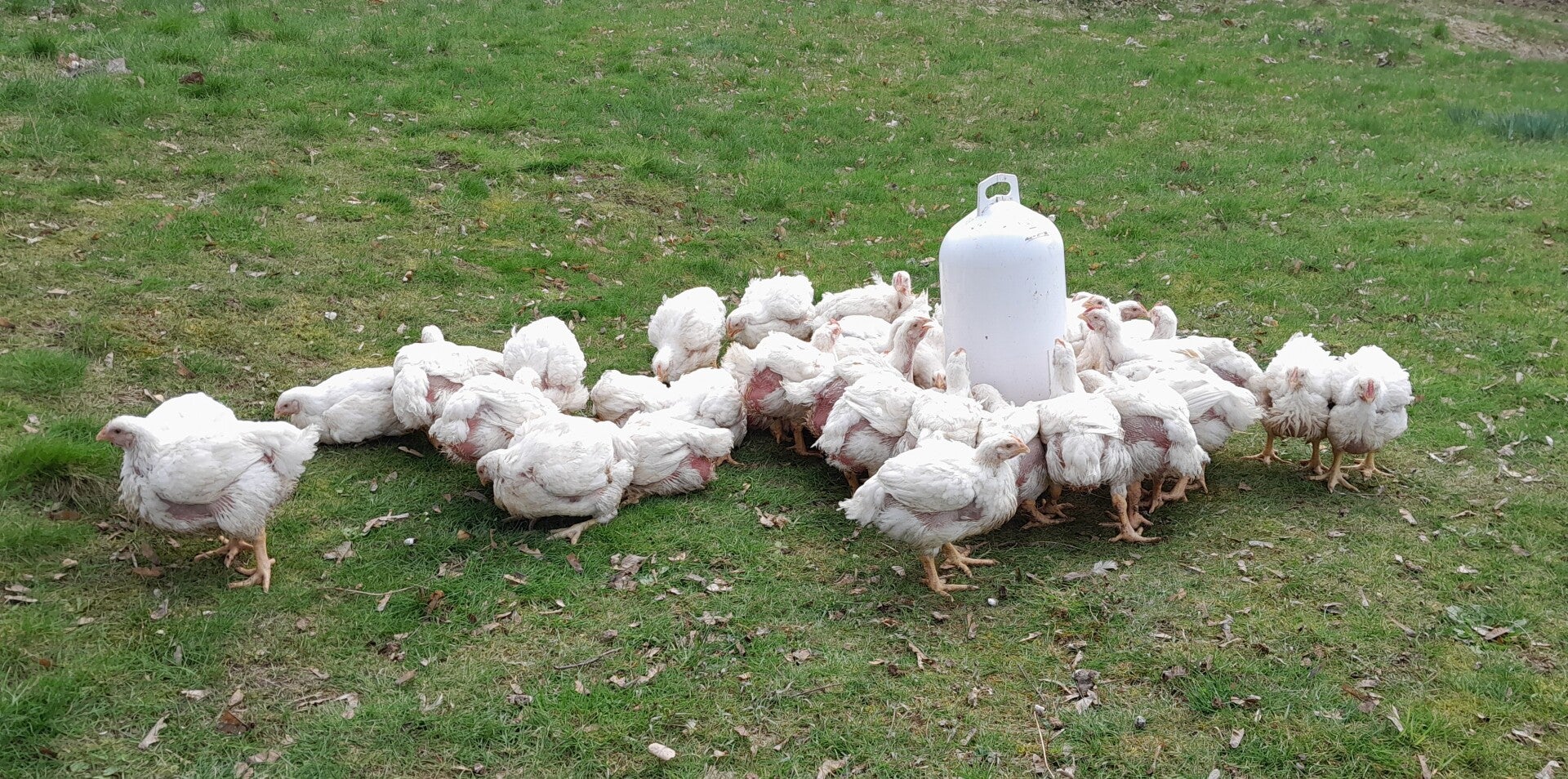 Küken der Rasse Masthähnchen Ross308