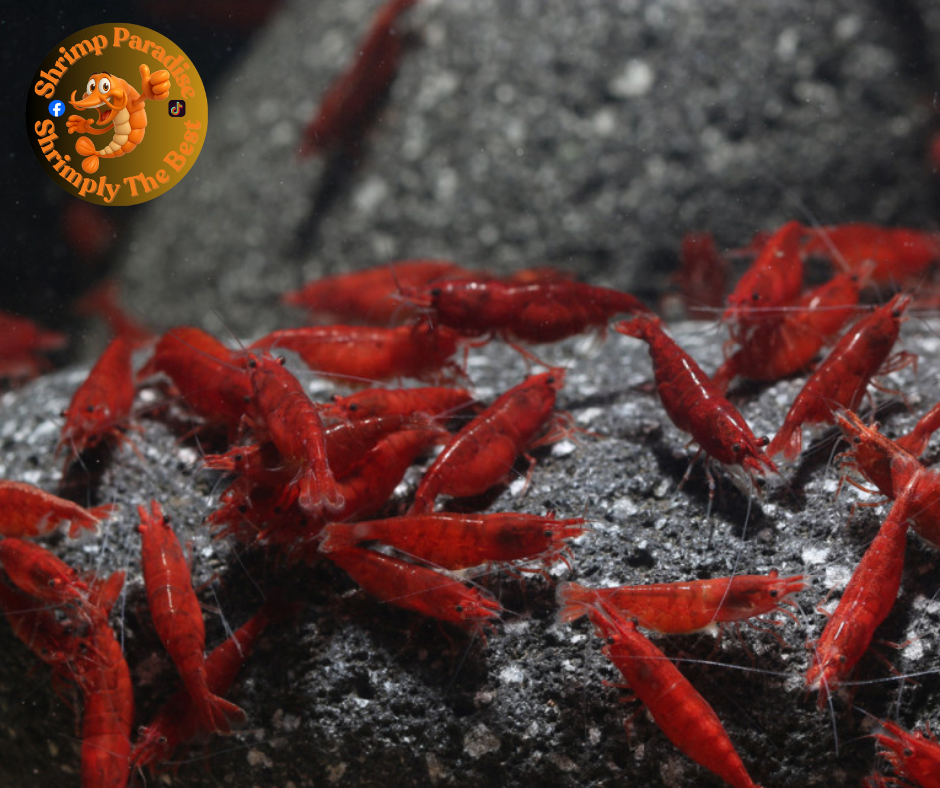 BLOODY MARY Shrimp | NORMAL Colour
