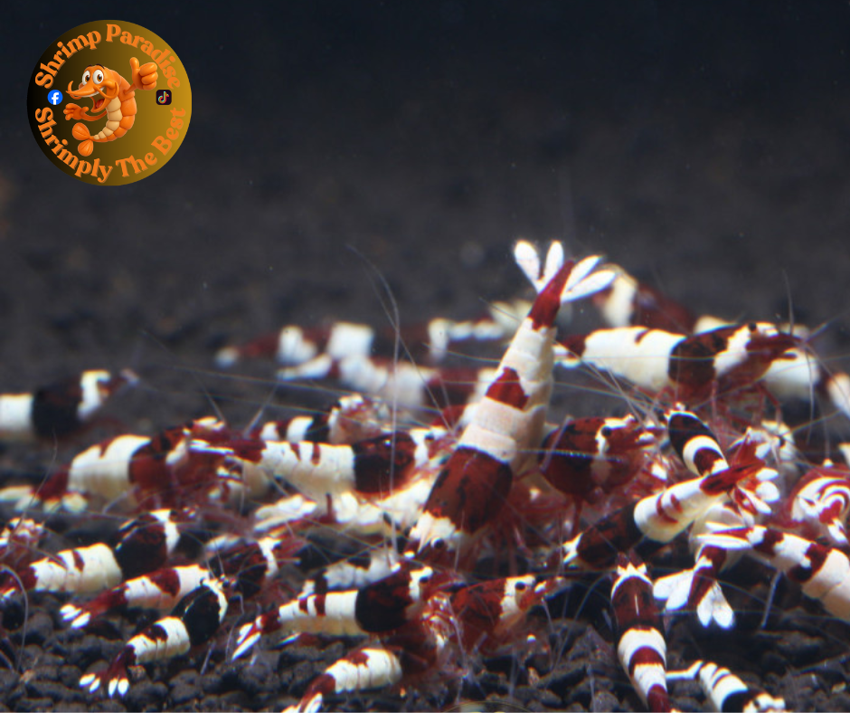 10+1 x WINE RED HINOMARU / NO ENTRY | Taiwan Bee Shrimp