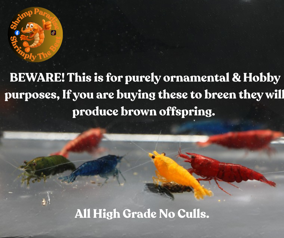 SKITTLE MIX Colour Cherry Shrimp | Group of 12 Shrimp