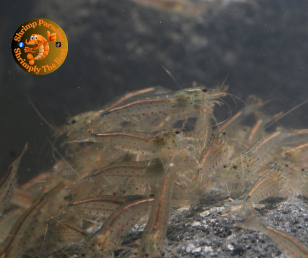 Amano Shrimp (2-3cm)